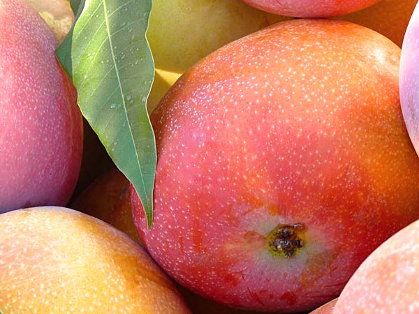 mango fruta tropical que encuentras en nuestra frutería online