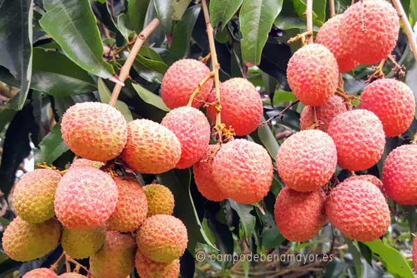 La fruta del lichi Kwai May Pink