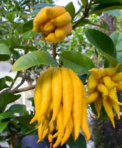 Fruta del árbol mano de Buda
