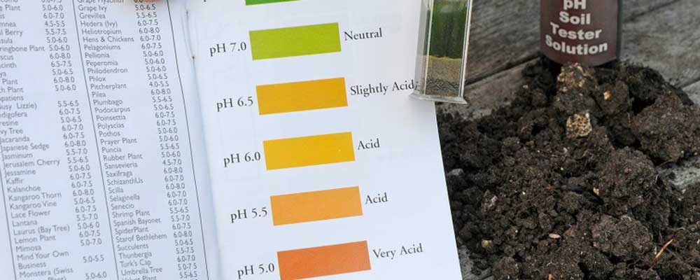 Cómo influye el pH del suelo en la nutrición de las plantas