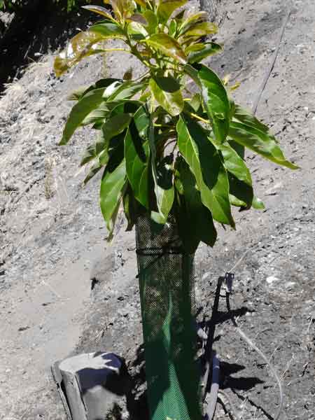 Planta de aguacate con su malla protectora de árboles frutales