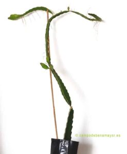 Planta de pitahaya para comprar online