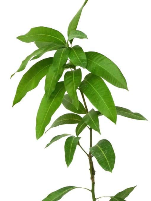 Planta de mango de la variedad Keitt