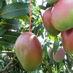 Fruto de la planta de mango Keitt