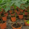 Planta de papaya Caballero en maceta