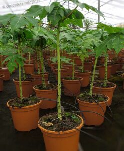 Plantas de papaya Intenzza