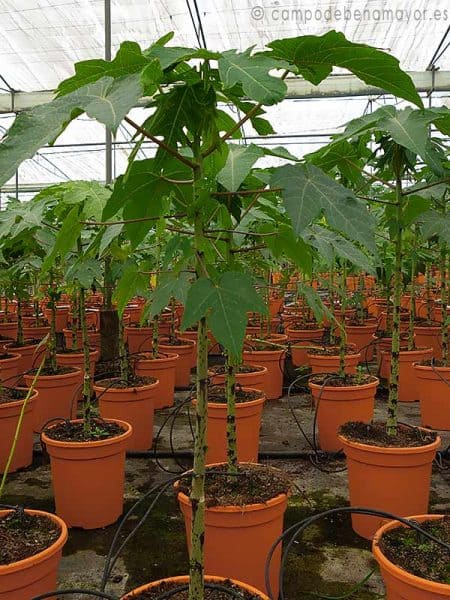 Planta de papaya Maradol para comprar online