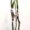 Plantas de pitaya JC01