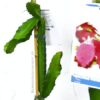 Planta de pitaya American Beauty para comprar online