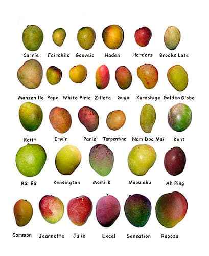 Las propiedades del mango están representadas en cualquiera de sus variedades