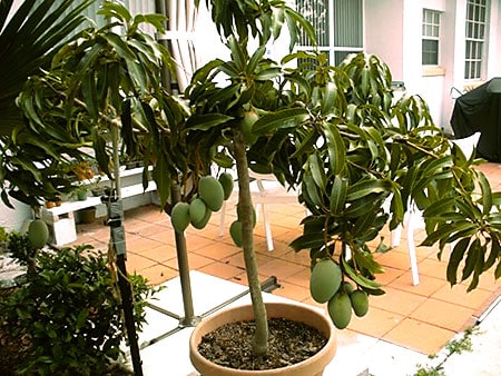 Para aprovechar las muchas propiedades del mango también lo puedes cultivar en una maceta
