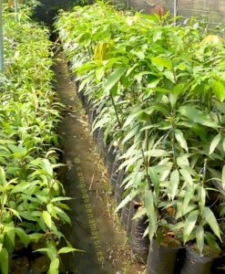 Planta de mango de la variedad Sensation