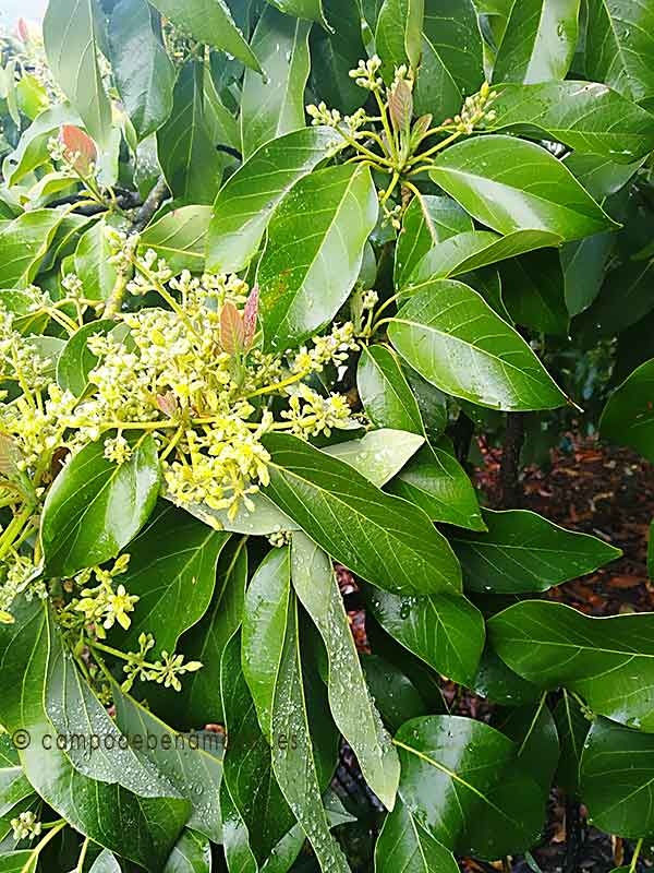 árbol de aguacate Zutano con flores
