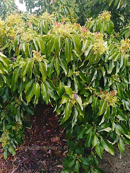 Árbol adulto de aguacate Zutano, en flor