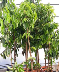 Aquí puedes comprar tu árbol de guanábana