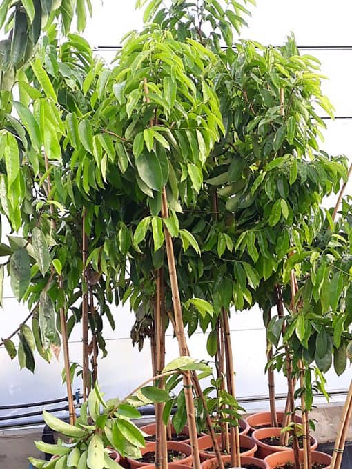 Aquí puedes comprar tu árbol de guanábana