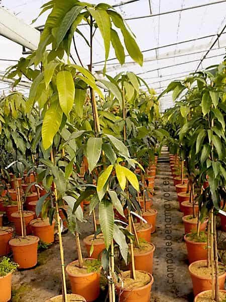árbol de mango de la variedad Osteen con una altura superior a 1,9 metros