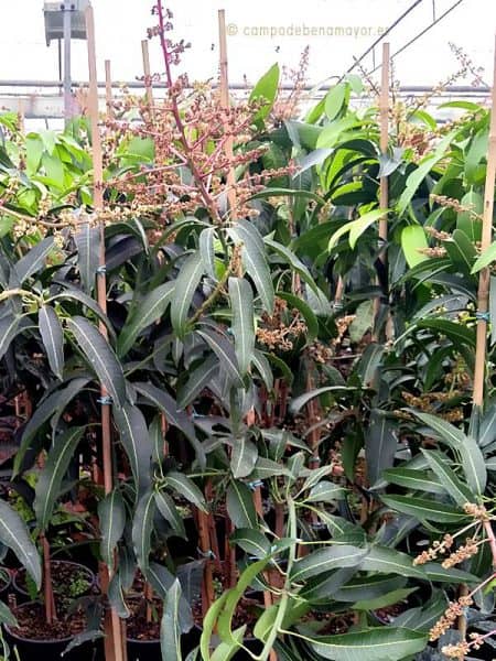 Árbol de mango Sensation con 2 años, en maceta