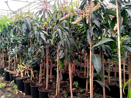 Árbol de mango en maceta variedad Sensation