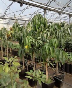Árboles de mango grandes variedad kent