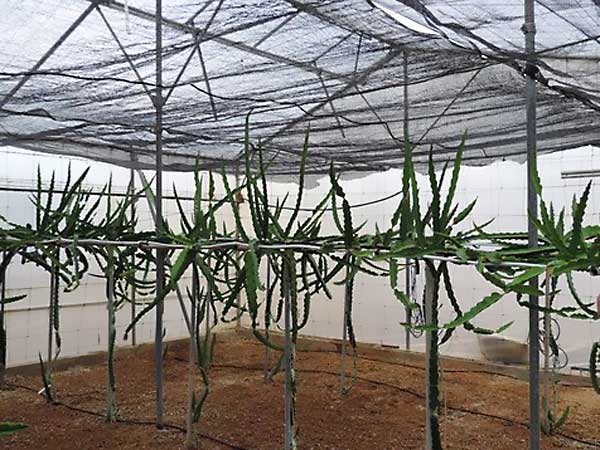 Temperatura e iluminación necesarias para cultivar pitahaya