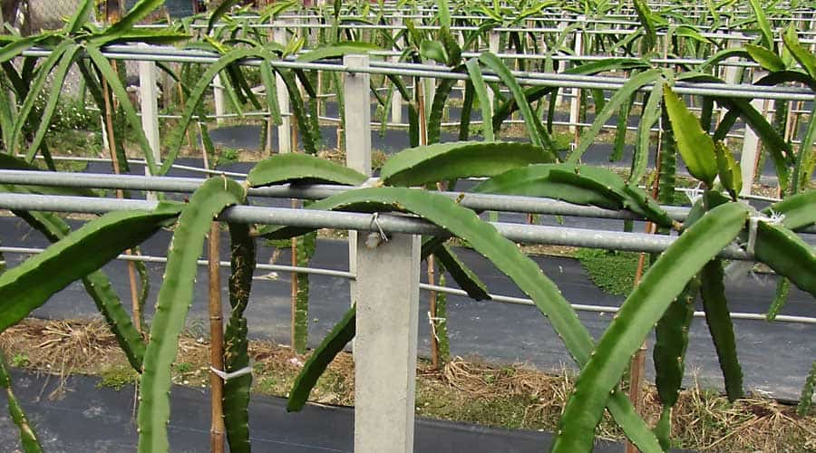 La pitahaya se debe cultivar sobre un soporte adecuado, por ejemplo, espaldera