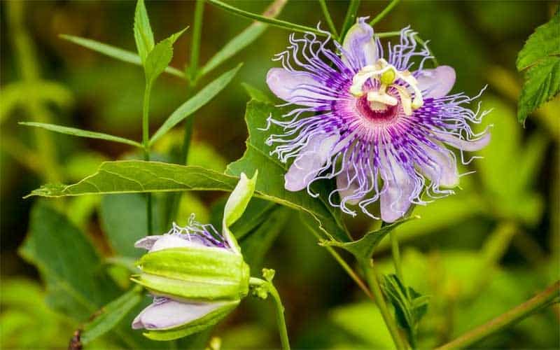 Flor de la Passiflora edulis
