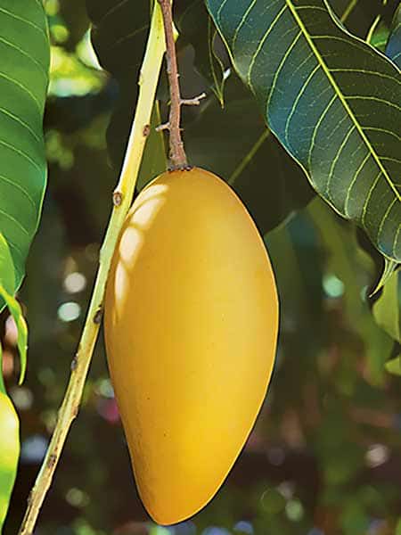 Fruta del árbol de mango de la variedad Ataulfo