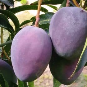Fruta de mango Sensation