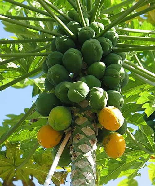 fruta de papaya hembra