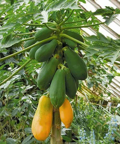 Fruta de papaya hermafrodita