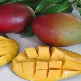 Fruta de la planta de mango Palmer