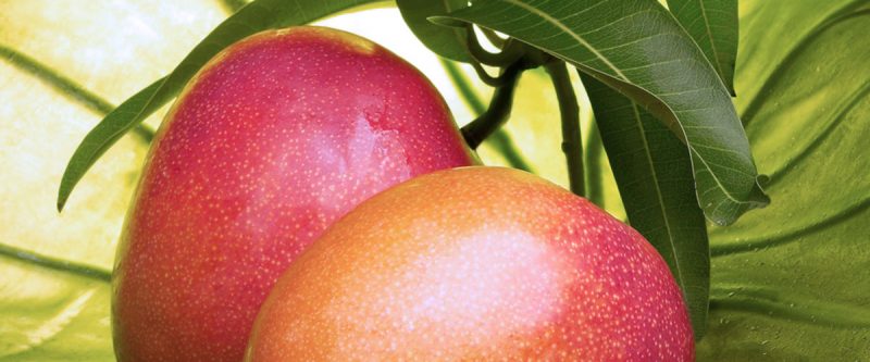 Características de la planta de mango ideal
