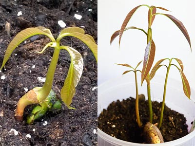 Plantas de mango procedentes de semilla monoembriónica y de semilla poliembriónica, respectivamente.