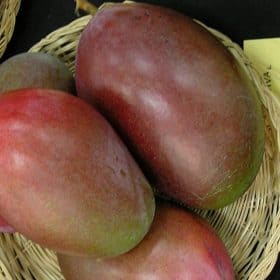 Fruto de la planta de mango Osteen