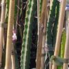 plantas de pitaya Hylocereus hondurensis para comprar online