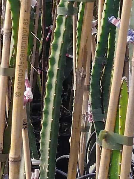 plantas de pitaya Hylocereus hondurensis para comprar online