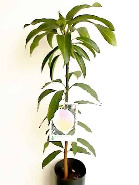 planta de mango Kensington Pride