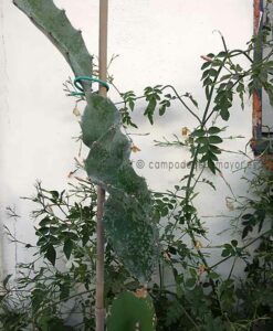 Planta de pitaya H. purpusii