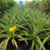 Plantas de piña tropical (ananás)