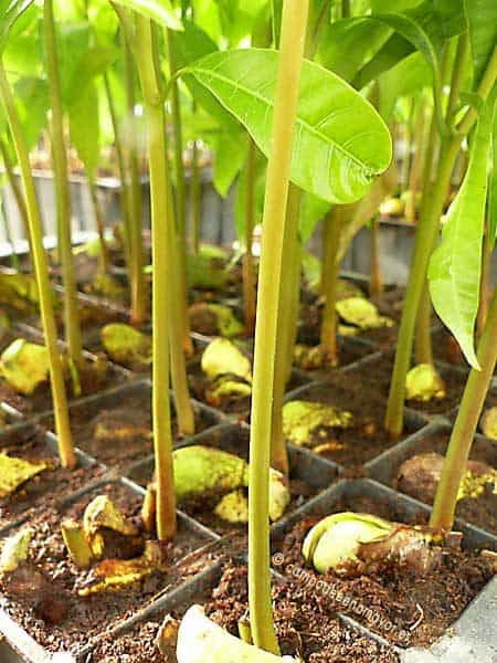 Semillas de mango Gomera-3 germinadas