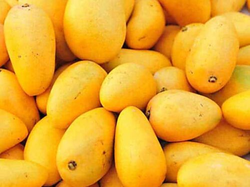 La semilla del mango Gomera-3 es la adecuada para sembrar